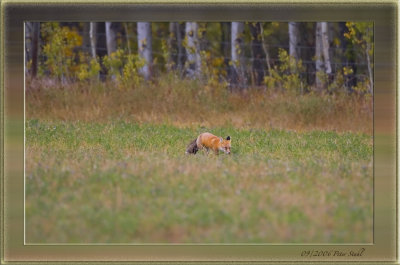 Red fox.jpg
