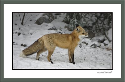 Fox framed 1.jpg