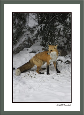 Red Fox looking alert.jpg