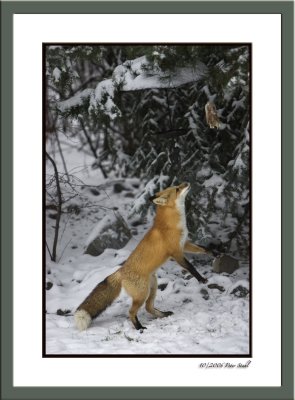 Red Fox checking it out.jpg
