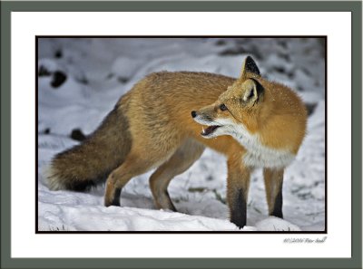 Red Fox full frame.jpg