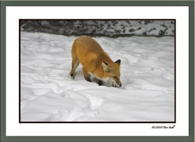Red fox with suet.jpg