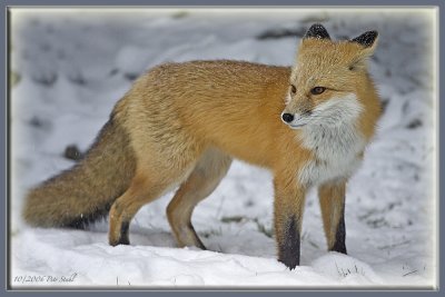 red_fox