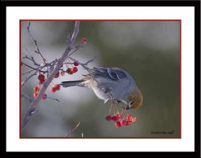 Pine grosbeak.jpg