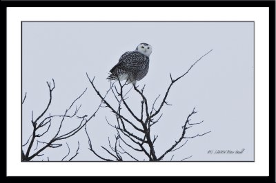 Treetop snow owl framed.jpg