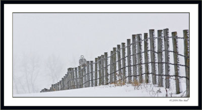 Snowy fence line framed.jpg