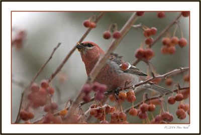 Male Pine Grosbeak .jpg