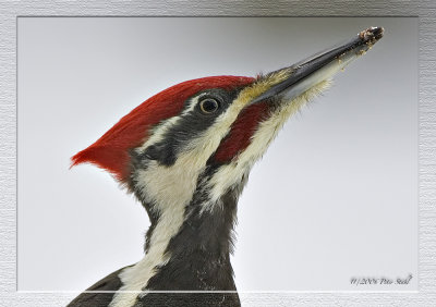 Portrait framed Pileated woodpecker.jpg