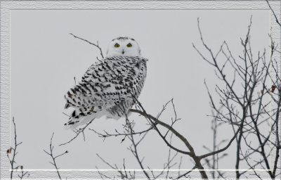 Snow owl framed.jpg