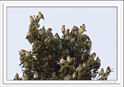 Bohemian waxwings.jpg