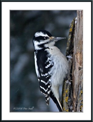Hairy woodpecker.jpg