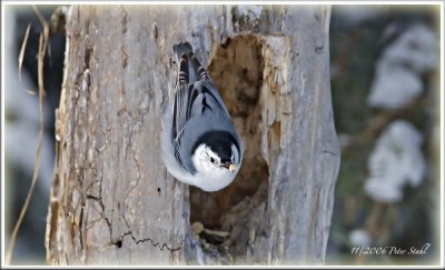 White fronted nuthatch.jpg