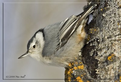  White fronted Nuthatch jpg