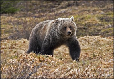  Silver tipped Grizzly bear Lake Louise.jpg