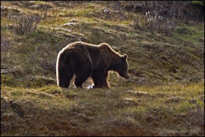 Grizzly backlit.jpg