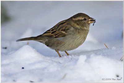 House sparrow.jpg