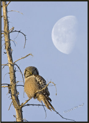 Hawk Owl Morning moon.jpg
