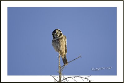 Goofy Hawk Owl.jpg