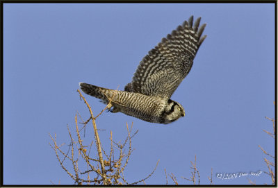 Hawk owl flight shot.jpg