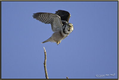 Hawk owl flight three.jpg