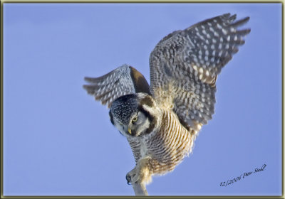 Show off Hawk Owl.jpg