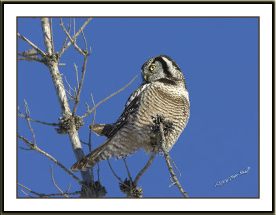 Northern Hawk Owl Framed.jpg