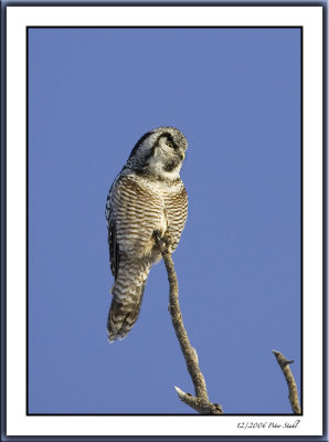 Northern Hawk owl blue sky.jpg
