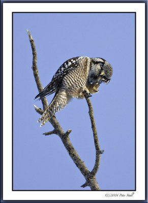 Hawk owl preening.jpg