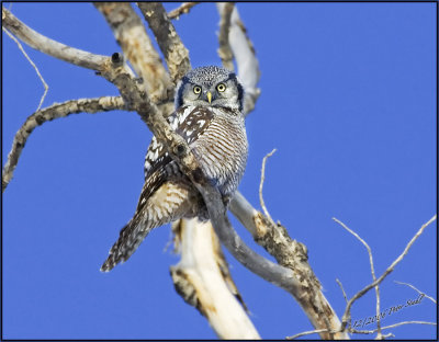 Northern Hawk owl stare.jpg