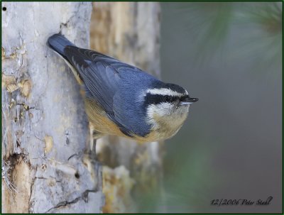 Red breasted nuthatch.jpg