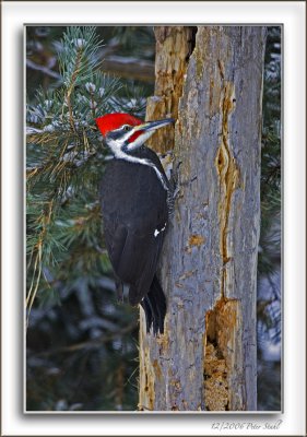 Pileated Woodpecker framed.jpg