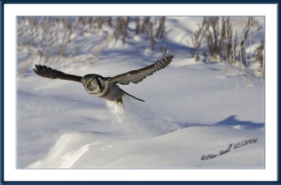 Mousing- Northern Hawk Owl.jpg
