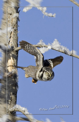 Launch Hawk Owl.jpg