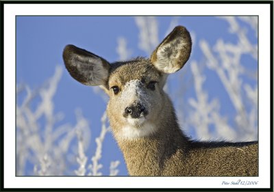 Mule deer portrait morning light.jpg
