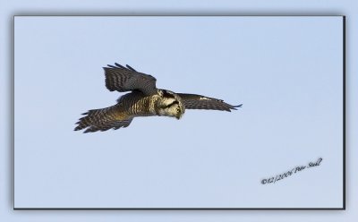 Northern Hawk owl Hunting.jpg