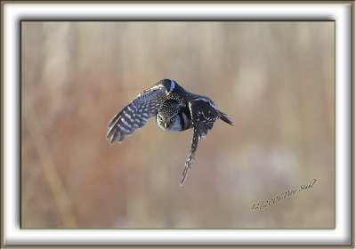 Northern Hawk owl framed flight.jpg