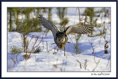Northern Hawk Owl Net.jpg