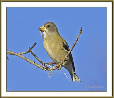 Evening grosbeak female.jpg