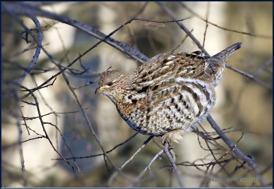 Ruffed grouse tree.jpg