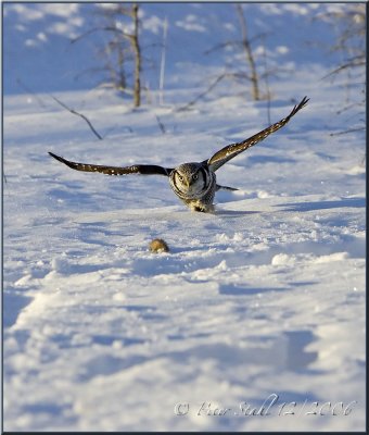 Northern Hawk owl dinner.jpg