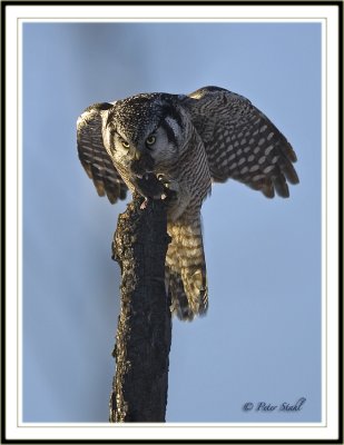 Northern Hawk owl prey.jpg