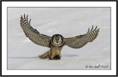 Full wing span Hawk owl  prey.jpg