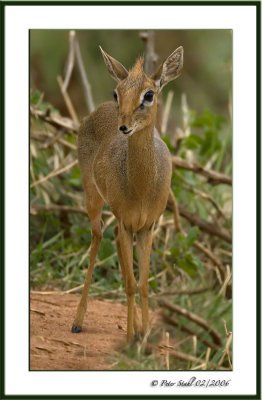 hoofed_animals