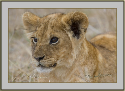 Lion cub copy.jpg