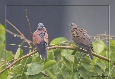 Red collared Doves.jpg