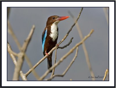 white throated  kingfisher front view.jpg