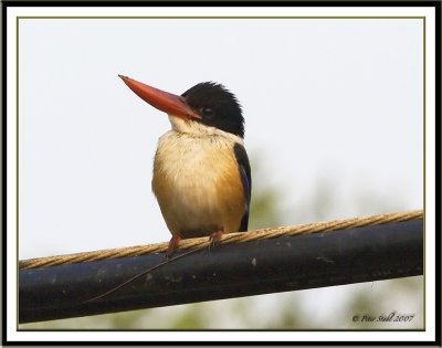 Black capped kingfisher.jpg