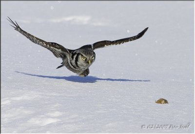 Lunch Northern Hawk Owl.jpg