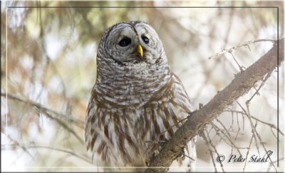 Barred Owl Through the branches.jpg