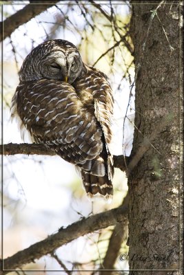 Resting Barred Owl.jpg